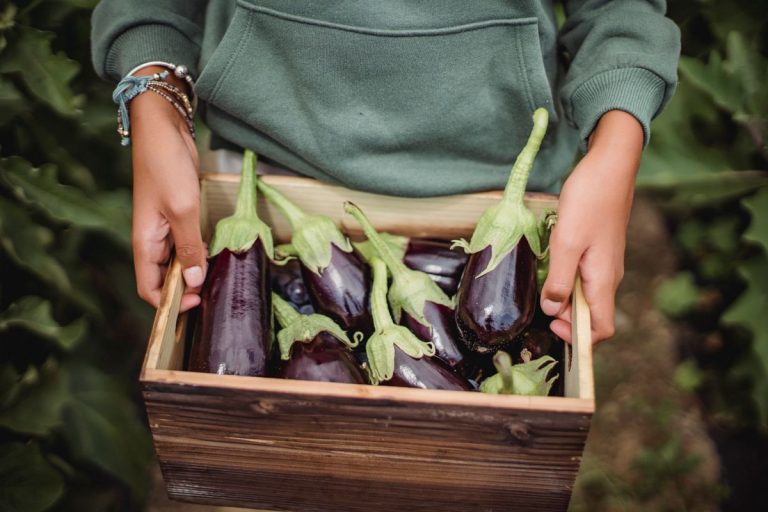 Caisse en bois remplie d'aubergines violettes