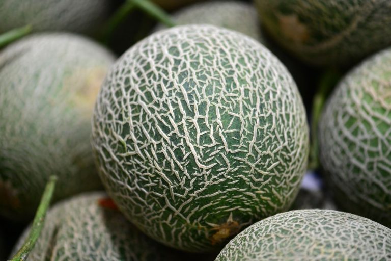 Melons entiers à la peau brodée