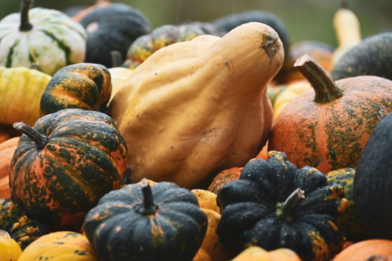 Potirons et courges de couleurs variées