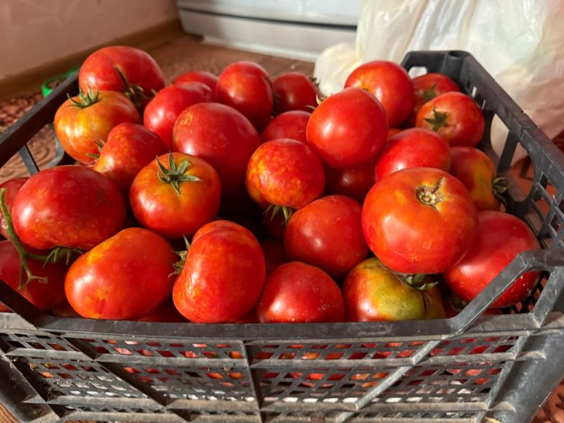 Tomates rouges mûres dans une caisse