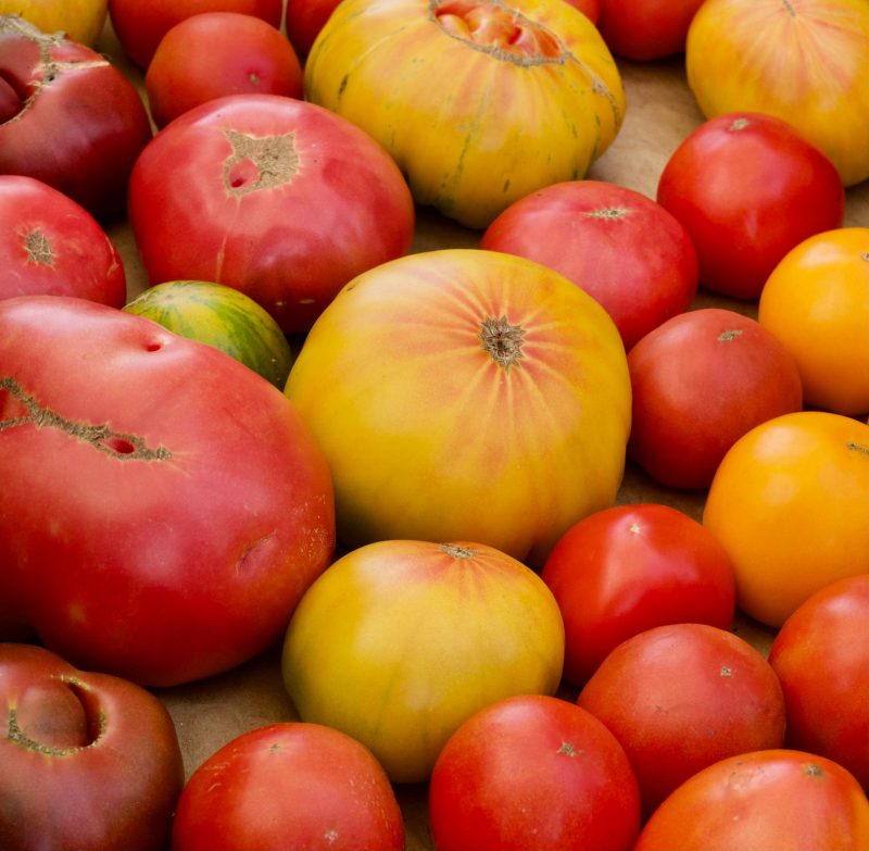 Tomates anciennes de couleurs et de formes variées