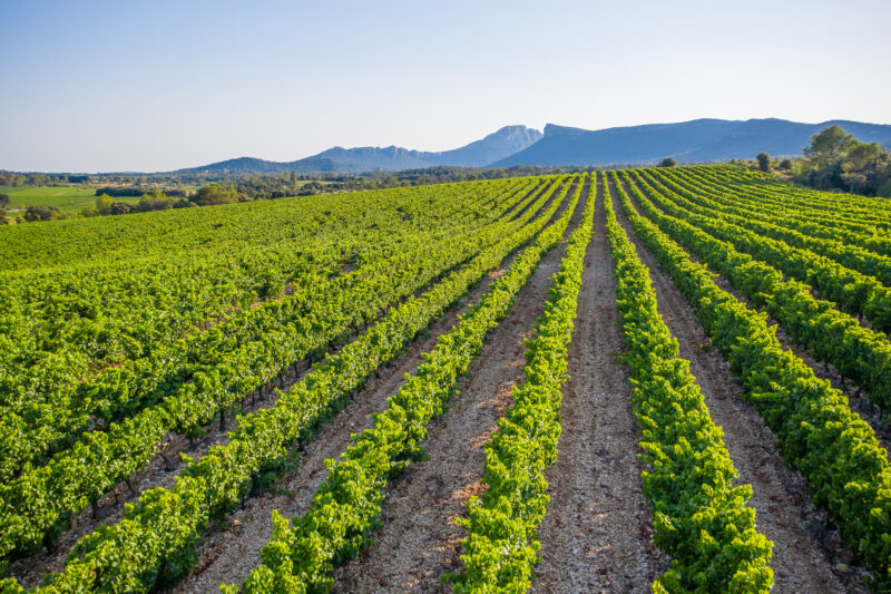 Les vignes de la Gravette de Corconne