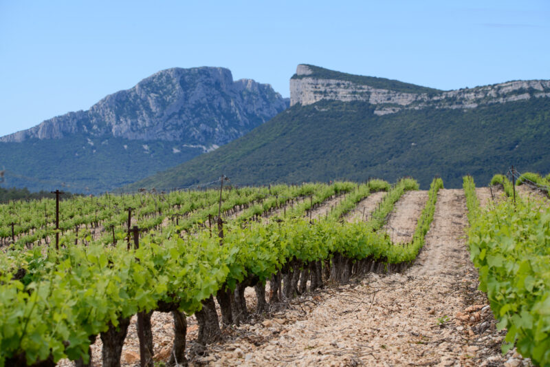 Les vieilles vignes au pied du Pic Saint Loup