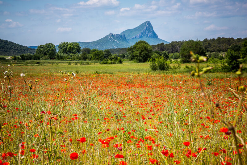 Paysage du Pic St Loup en fleur